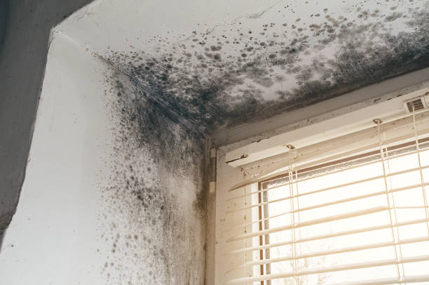 Affordable Basement Mold Removal solutions in Saint Paul Park, MN